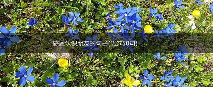 感恩认识朋友的句子(优选50句),第1张