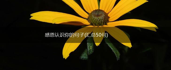 感恩认识你的句子(汇总50句),第1张