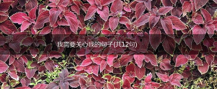 我需要关心我的句子(共12句),第1张