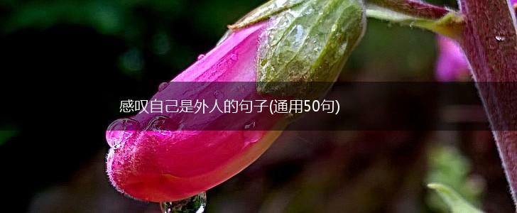 感叹自己是外人的句子(通用50句),第1张