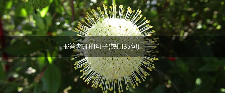 报答老师的句子(热门35句),第1张