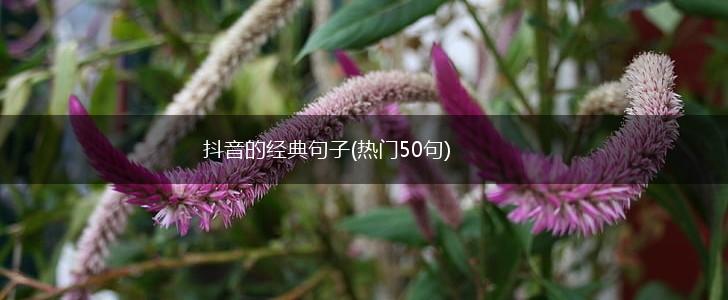 抖音的经典句子(热门50句),第1张
