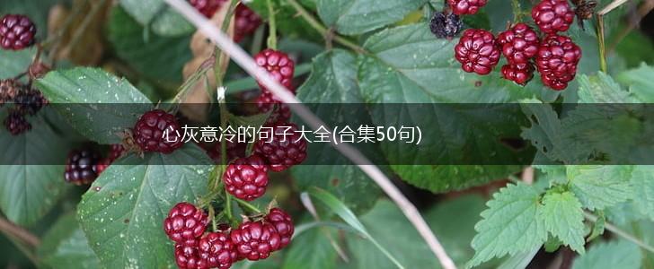 心灰意冷的句子大全(合集50句),第1张