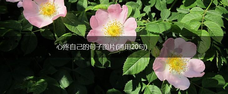 心疼自己的句子图片(通用20句),第1张