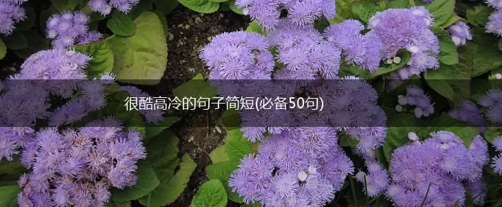 很酷高冷的句子简短(必备50句),第1张
