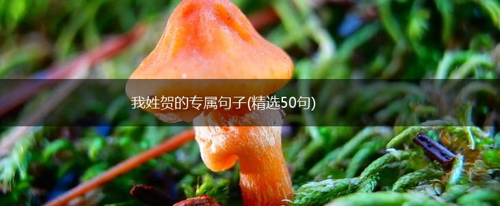 我姓贺的专属句子(精选50句),第1张
