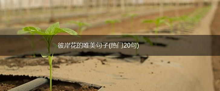 彼岸花的唯美句子(热门20句),第1张