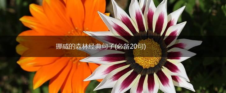 挪威的森林经典句子(必备20句),第1张