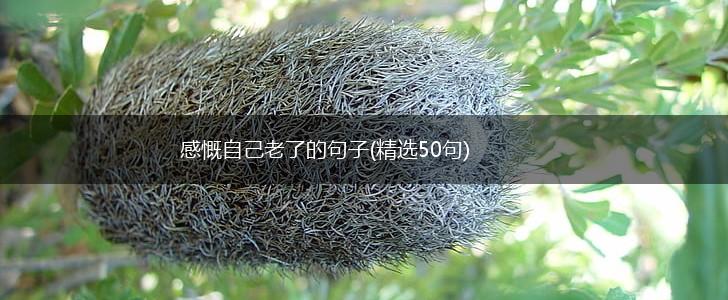 感慨自己老了的句子(精选50句),第1张