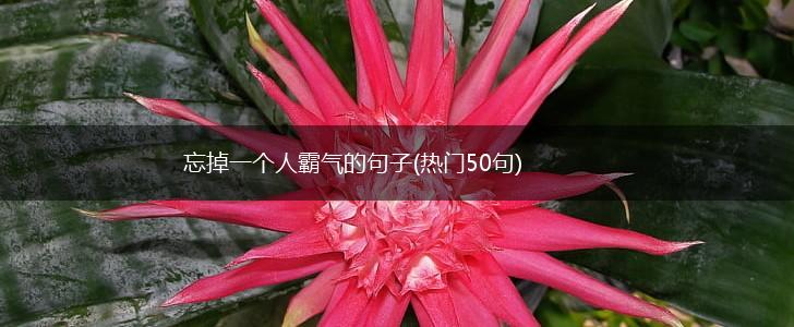 忘掉一个人霸气的句子(热门50句),第1张