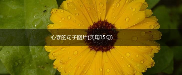 心寒的句子图片(实用15句),第1张