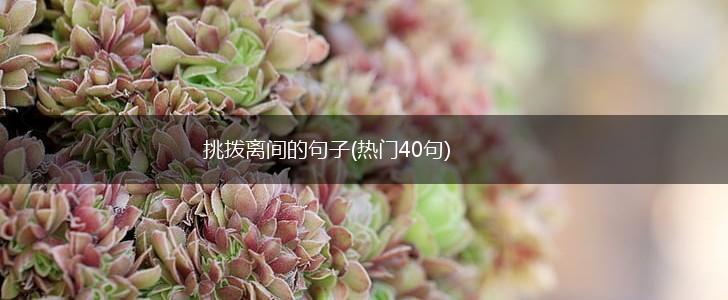 挑拨离间的句子(热门40句),第1张