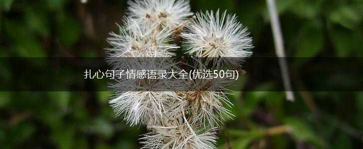 扎心句子情感语录大全(优选50句),第1张