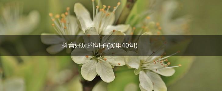 抖音好玩的句子(实用40句),第1张