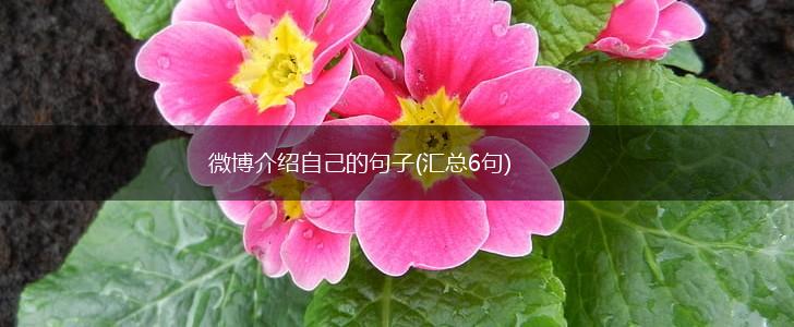 微博介绍自己的句子(汇总6句),第1张
