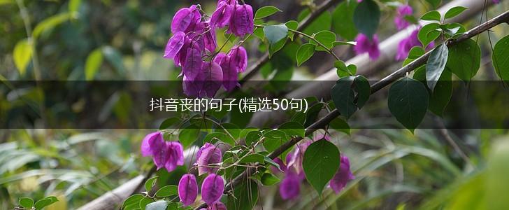 抖音丧的句子(精选50句),第1张