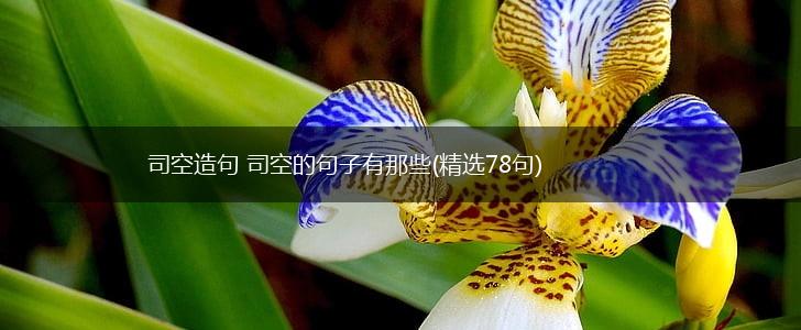 司空造句 司空的句子有那些(精选78句),第1张