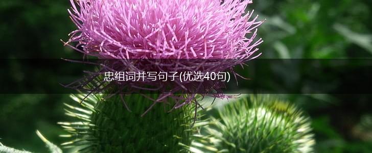 忠组词并写句子(优选40句),第1张