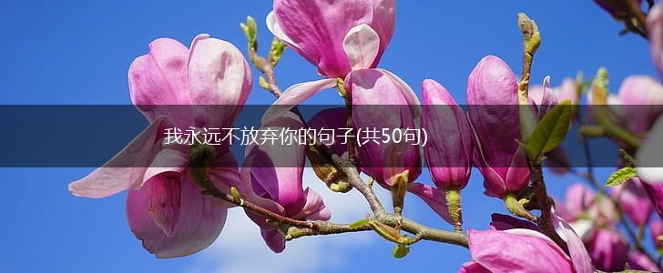我永远不放弃你的句子(共50句),第1张