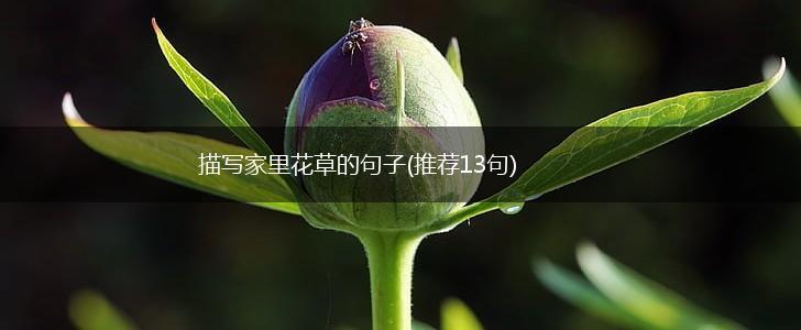 描写家里花草的句子(推荐13句),第1张
