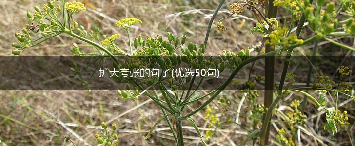 扩大夸张的句子(优选50句),第1张