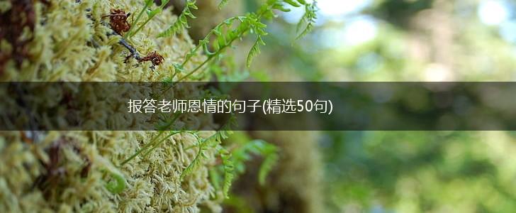 报答老师恩情的句子(精选50句),第1张