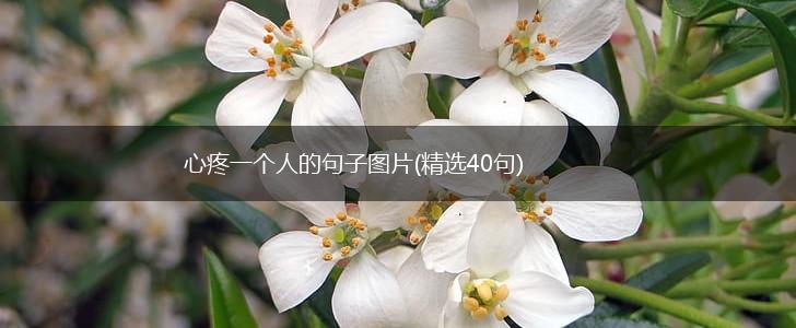 心疼一个人的句子图片(精选40句),第1张