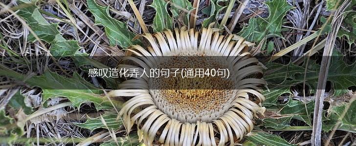 感叹造化弄人的句子(通用40句),第1张