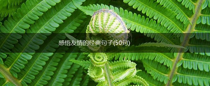 感悟友情的经典句子(50句),第1张