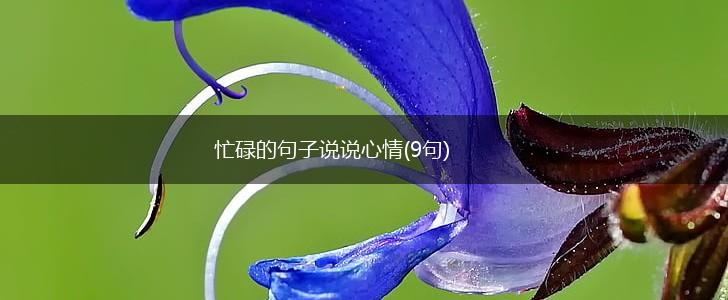 忙碌的句子说说心情(9句),第1张