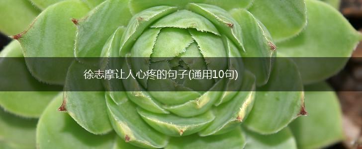 徐志摩让人心疼的句子(通用10句),第1张