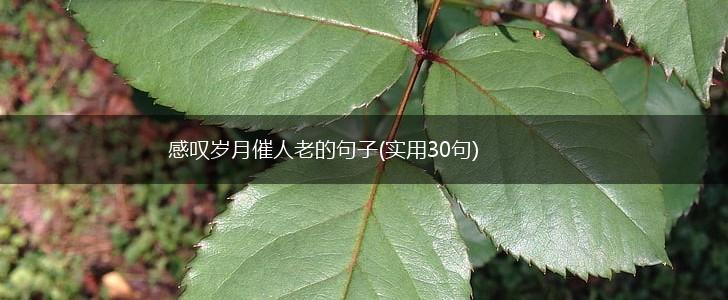 感叹岁月催人老的句子(实用30句),第1张