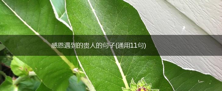 感恩遇到的贵人的句子(通用11句),第1张