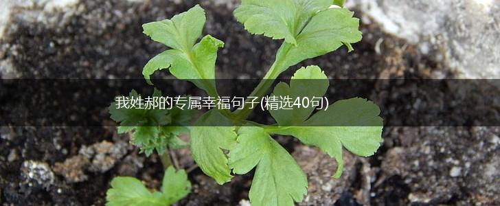 我姓郝的专属幸福句子(精选40句),第1张