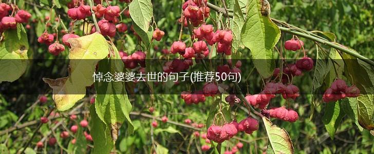 悼念婆婆去世的句子(推荐50句),第1张
