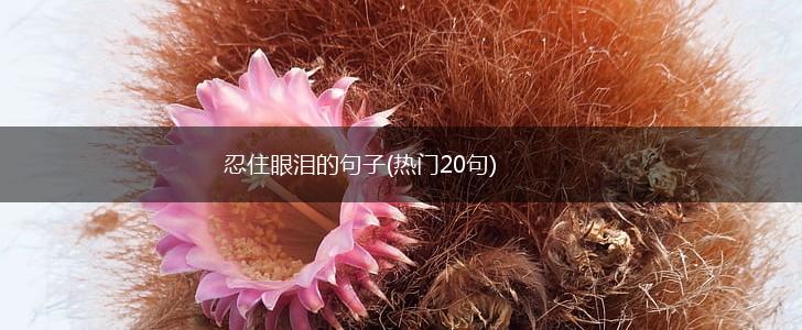 忍住眼泪的句子(热门20句),第1张