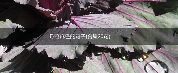 形容麻雀的句子(合集20句),第1张 形容麻雀的句子(合集20句),第1张