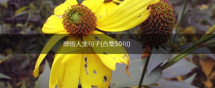 感悟人生句子(合集50句),第1张