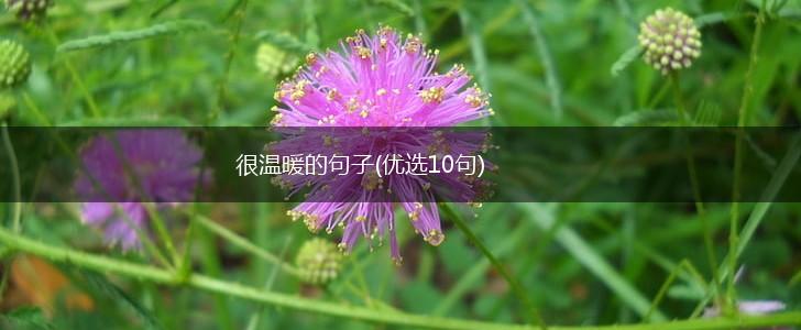 很温暖的句子(优选10句),第1张