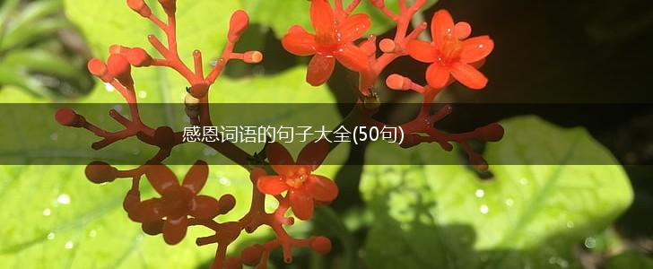 感恩词语的句子大全(50句),第1张