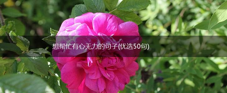 想帮忙有心无力的句子(优选50句),第1张