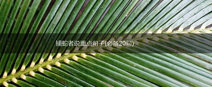 捕蛇者说重点句子(必备20句),第1张