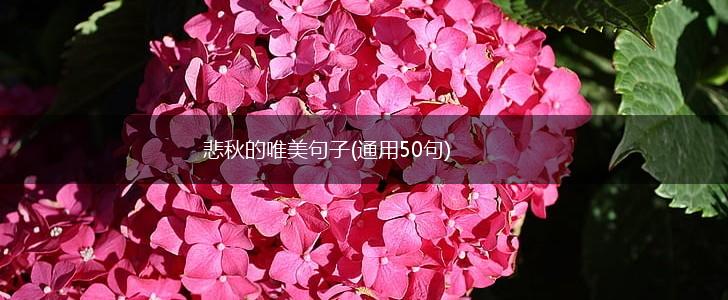 悲秋的唯美句子(通用50句),第1张