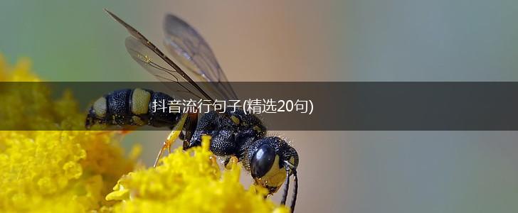 抖音流行句子(精选20句),第1张