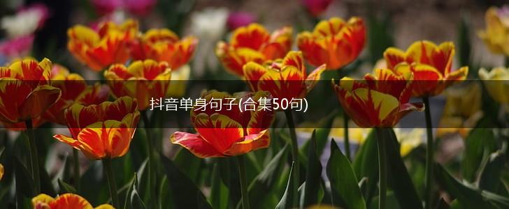 抖音单身句子(合集50句),第1张