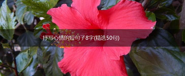 抒写心情的短句子8字(精选50句),第1张
