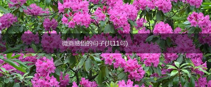 微商感悟的句子(共11句),第1张
