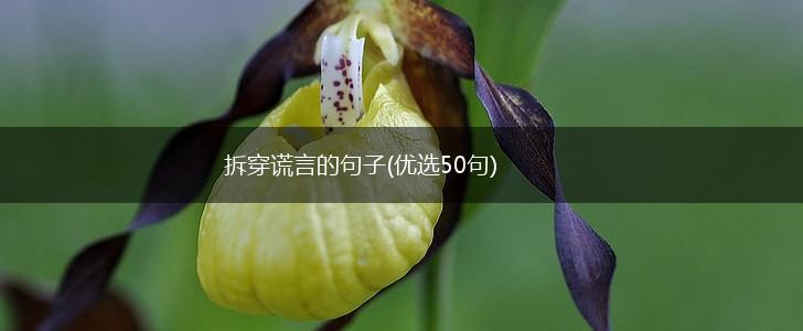 拆穿谎言的句子(优选50句),第1张
