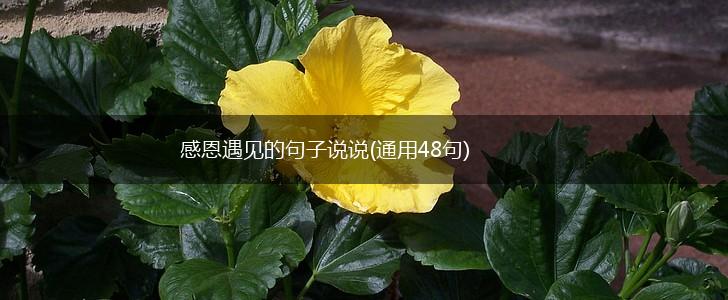 感恩遇见的句子说说(通用48句),第1张