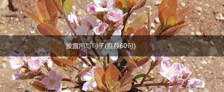 披露甩写句子(推荐60句),第1张